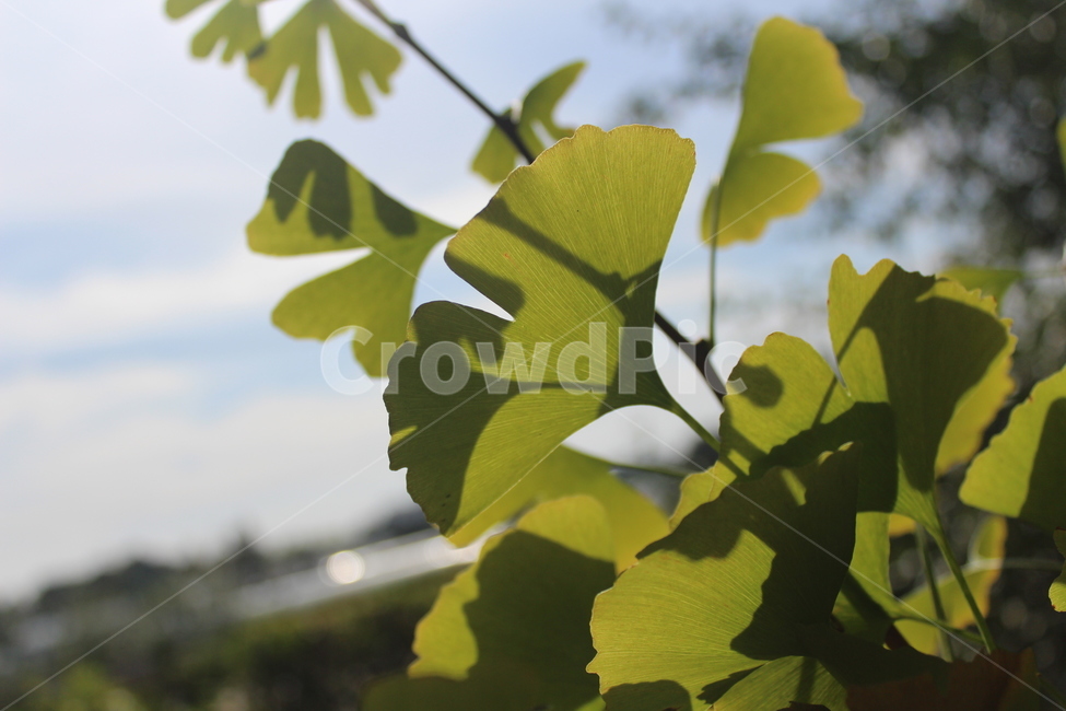 leaf,잎,plant,식물,은행잎,식물,자연,plants,nature