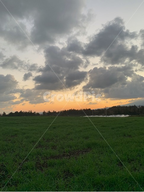 식물,outdoors,자연,nature,grass,옥외,잔디,field,들,plant