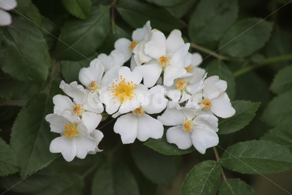 찔레,찔레꽃,봄,multiflorarose,brierrose