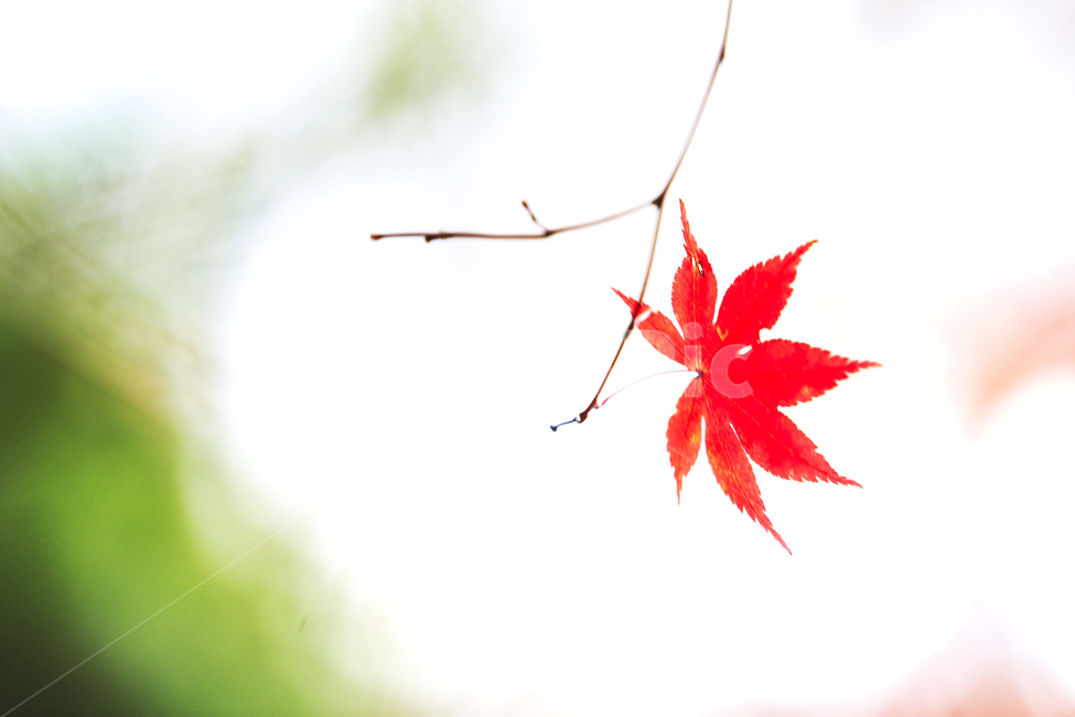 가을,마지막잎새,단풍,그리움,외로움,가을,계절,fall,autumn,season,plant,식물,leaf,잎,tree,나무