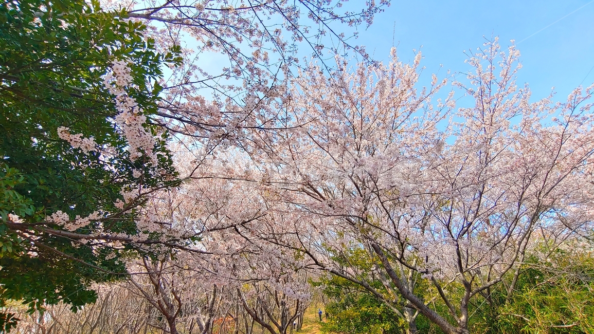 plant,식물,blossom,flower,꽃