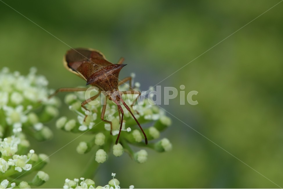 꽃,곤충,flower,insect,bug,서울숲,식물,자연,plants,nature,꽃,flower,동물,animal,곤충,벌레,insect,bug