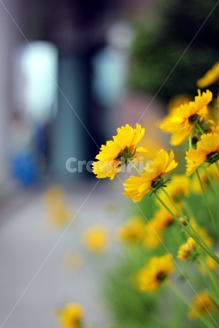 꽃,노란꽃,여름,플라워,flower,식물,자연,plants,nature,꽃,flower