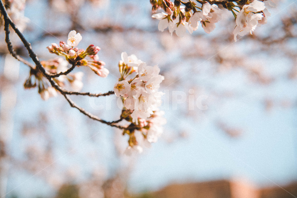 cherryblossoms,벚꽃,봄꽃,flower,blossom,식물,plant,봄,계절,spring,season,식물,자연,plants,nature,꽃,flower