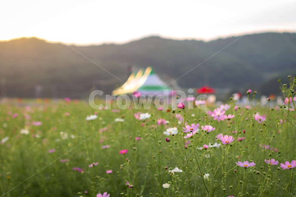 코스모스,가을꽃,가을,하돌코스모스축제,하동북천,가을,계절,fall,autumn,season,식물,자연,plants,nature,꽃,flower,field,들,grassland,목초지,outdoors,옥외,farm,농장,rural,농촌,meadow