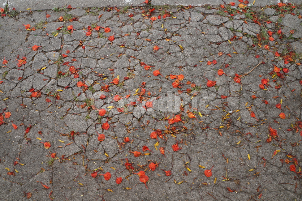 flowers,road,꽃잎,길,길거리,떨어진꽃잎,꽃,flower
