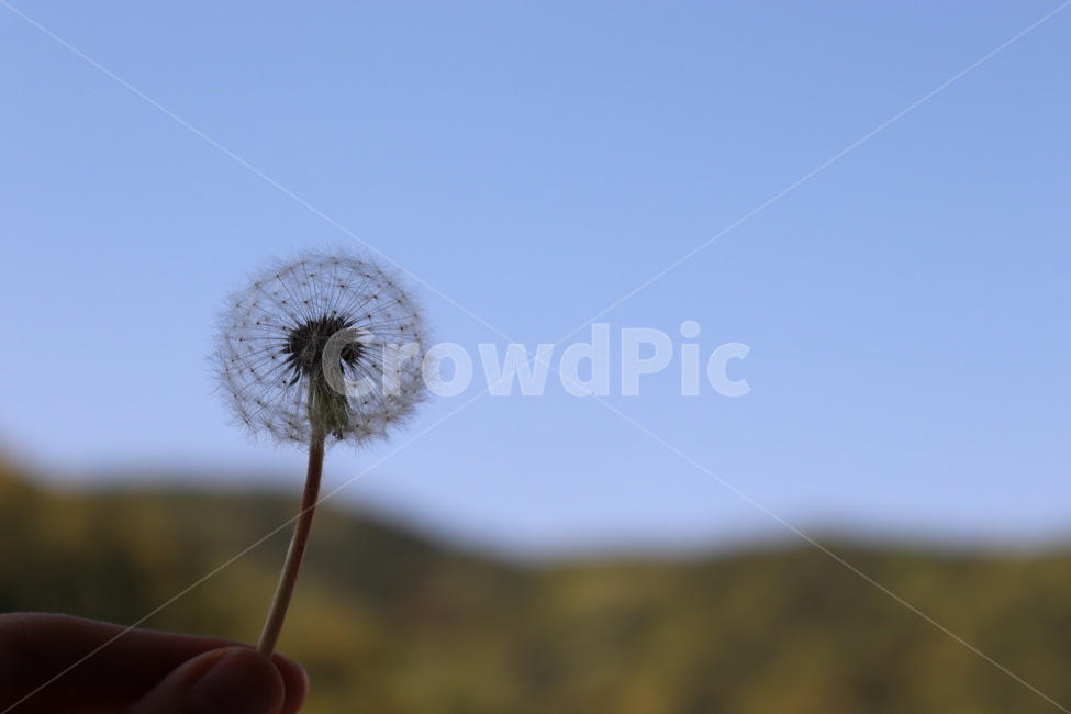 자연,꽃,민들레,식물,배경,식물,자연,plants,nature,꽃,flower