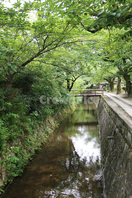 초록,경치,분위기,산,나무,자연,풍경,nature,landscape,ditch,도랑,outdoors,옥외,water,물