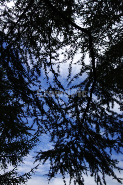 하늘,나무,잎,식물,구름,plant,식물,자연,plants,nature