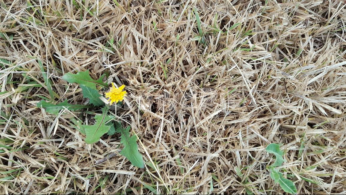 작은꽃,민들레,꽃,flower,길가,식물,자연,plants,nature,꽃,flower
