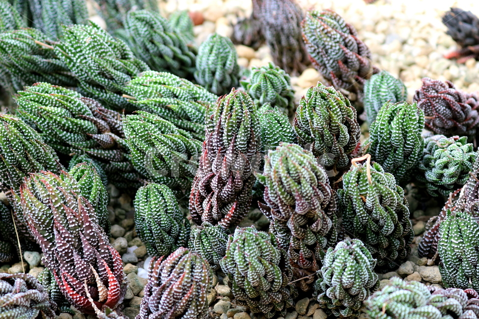 선인장,십이지권,다육식물,식물,자연,식물,자연,plants,nature