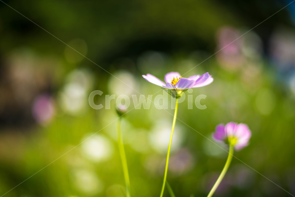 꽃,코스모스,한들한들,가을꽃,가을,가을,계절,fall,autumn,season,식물,자연,plants,nature,꽃,flower,plant