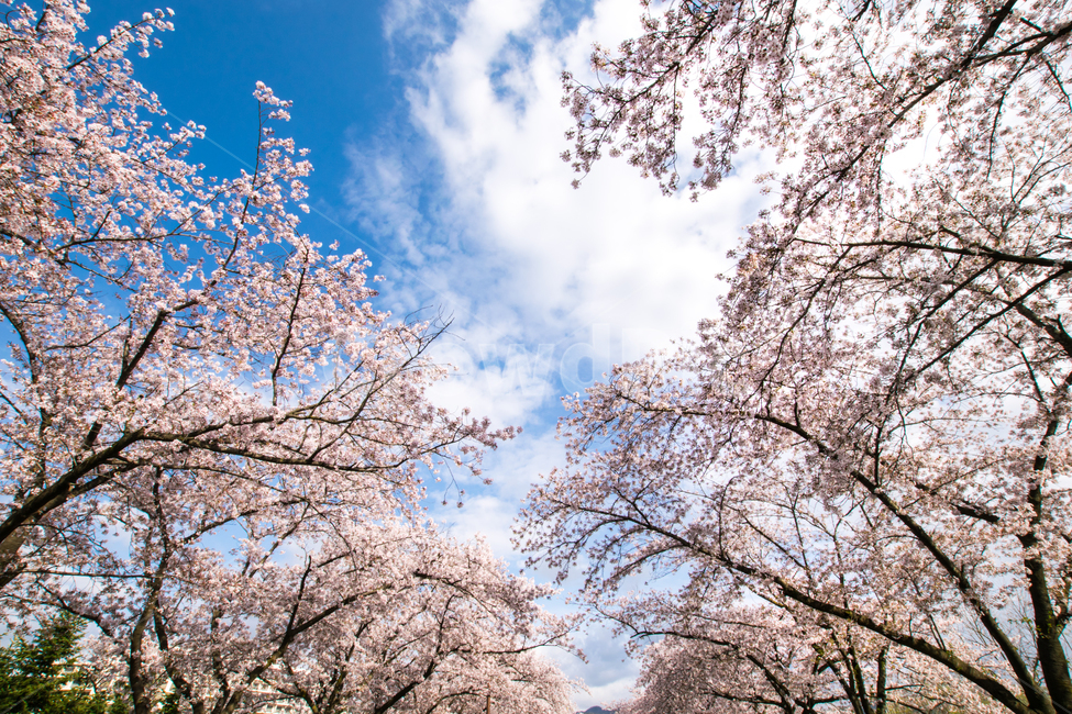 보문단지,벚꽃,봄,꽃,아름다움,경주,봄,계절,spring,season,자연,풍경,nature,landscape,plant,식물,flower,cherry blossom,blossom