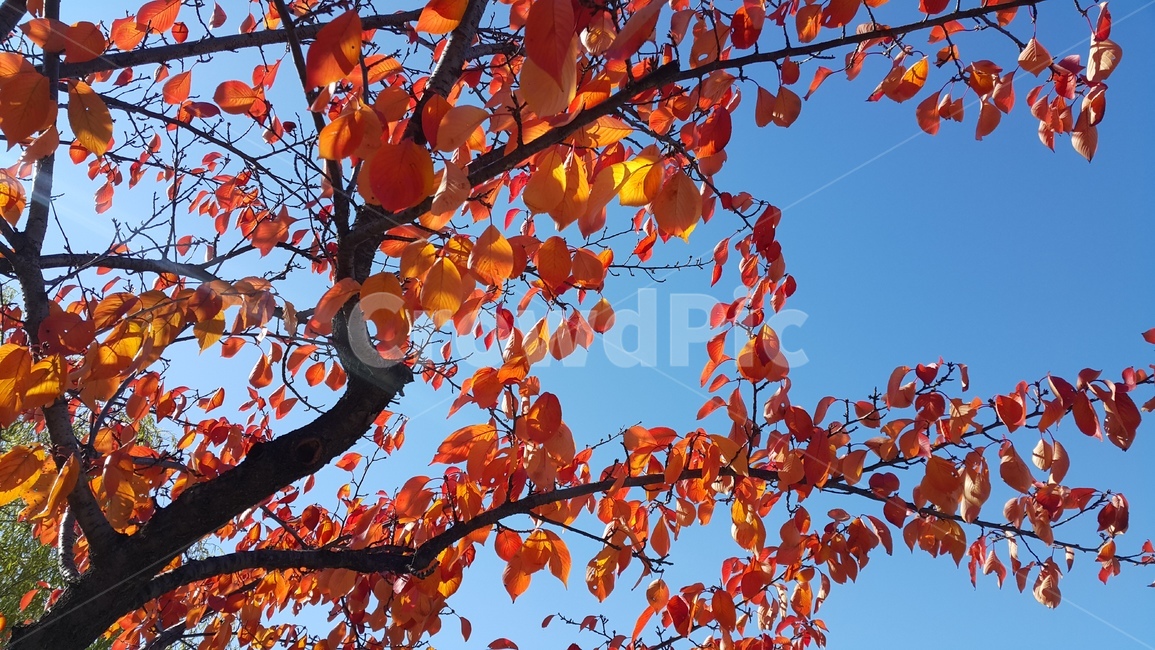 가을,단풍,주황색,컬러풀,하늘,나무,식물,겨울,단풍놀이,여러개,평화,쓸쓸함,아름다움autumn,orange,colorful,sky,trees,plants,winter,leaves,play,multiple,peace,scenery,가을,계절,fall,autumn,season,자연,풍경,nature,landscape,plant,leaf,잎,tree