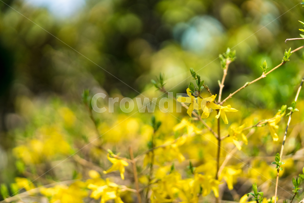 봄,꽃,개나리,자연,풍경,spring,flower,nature,beauty,봄,계절,spring,season,식물,자연,plants,nature,꽃,flower,plant