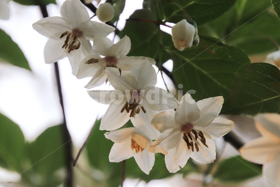 식물,나무,쪽동백,때죽나무,5월,식물,자연,plants,nature,꽃,flower