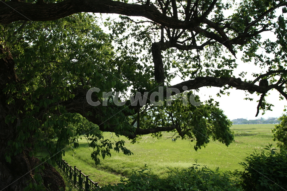 나무,자연,풍경,녹음,잔디,봄,여름,자연,풍경,nature,landscape,식물,plants,나무,trees,wood,plant,tree,tree trunk,나무 줄기