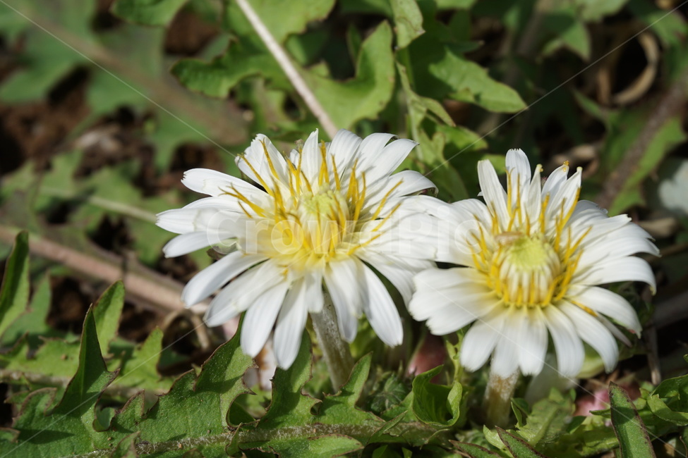 민들레,하얀민들레,4월,봄,녹색,하얀색,민들레나물,봄,계절,spring,season,식물,자연,plants,nature,꽃,flower,plant,blossom