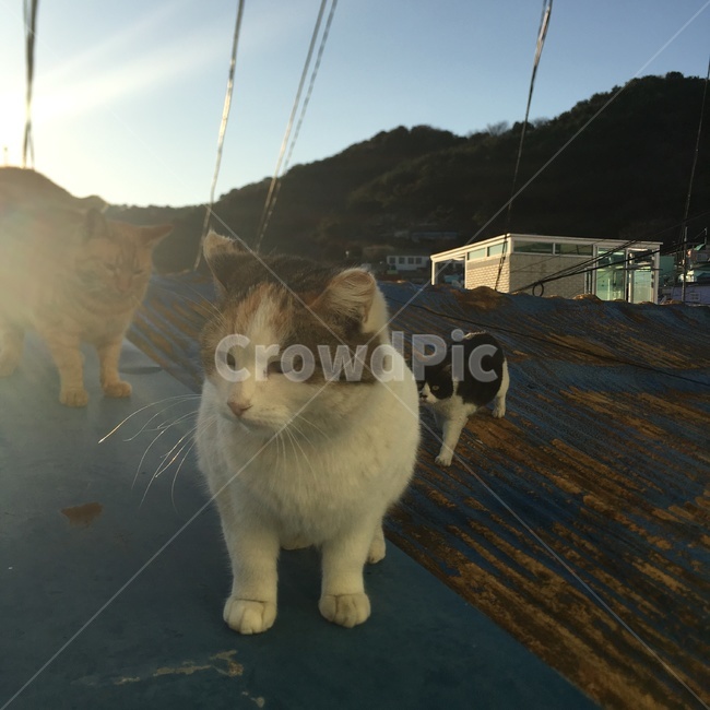 고양이,동물,야옹이,냥이,귀여움,동물,animal,포유류,mammal,고양이,cat,kitten,kitty