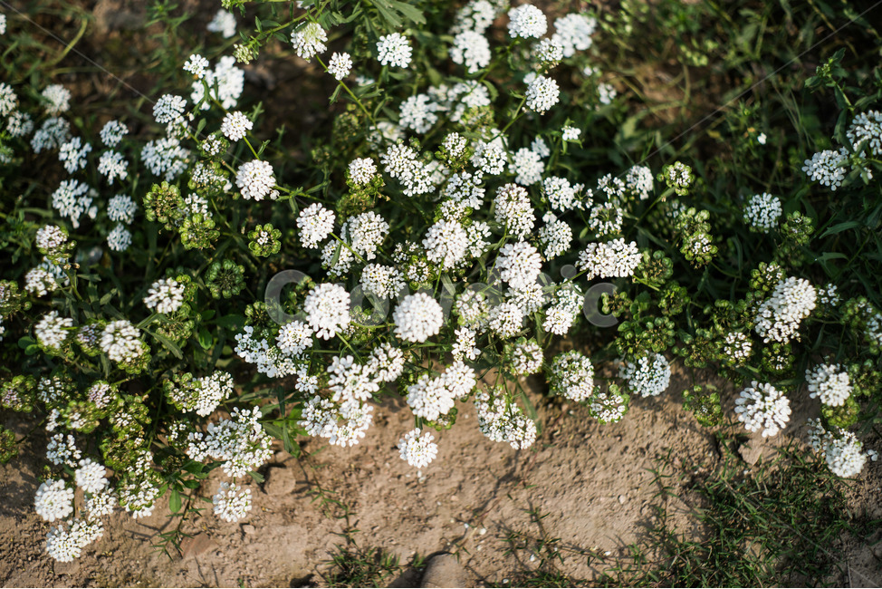 꽃,길가,들꽃,풀,꽃길,식물,자연,plants,nature,꽃,flower