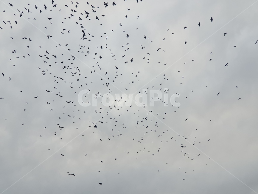 동물,대군,animal,flock,하늘,제앙