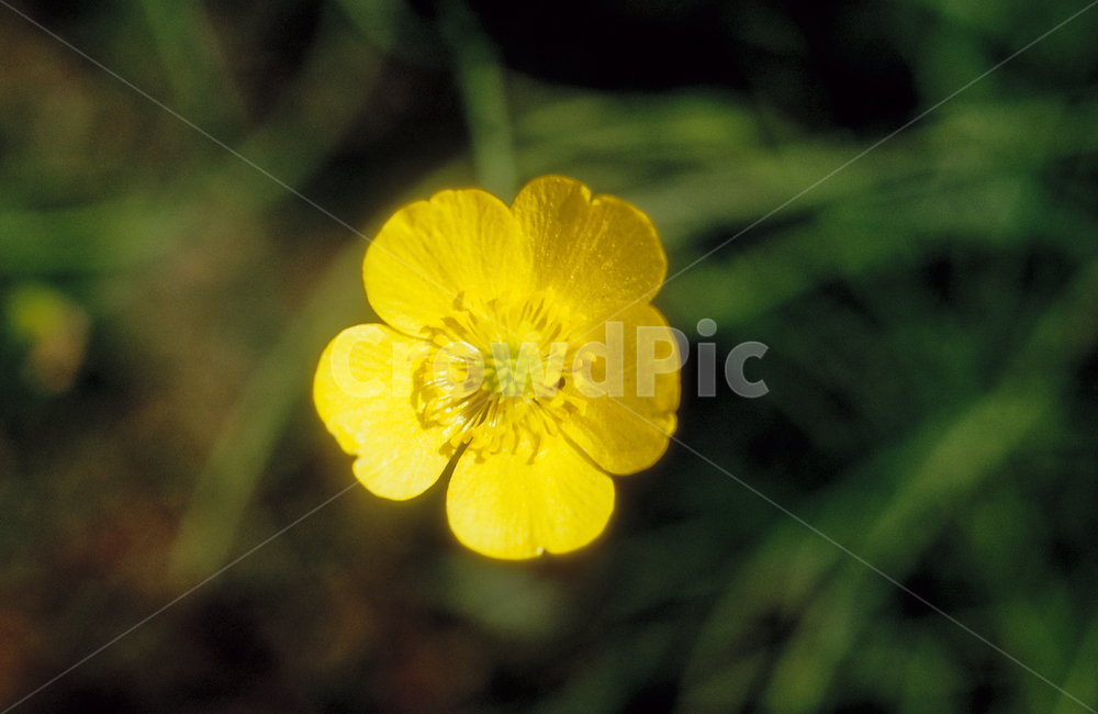 양지꽃,꽃,식물,자연,cinqfoil,flower,nature,insect,식물,자연,plants,nature,꽃,flower