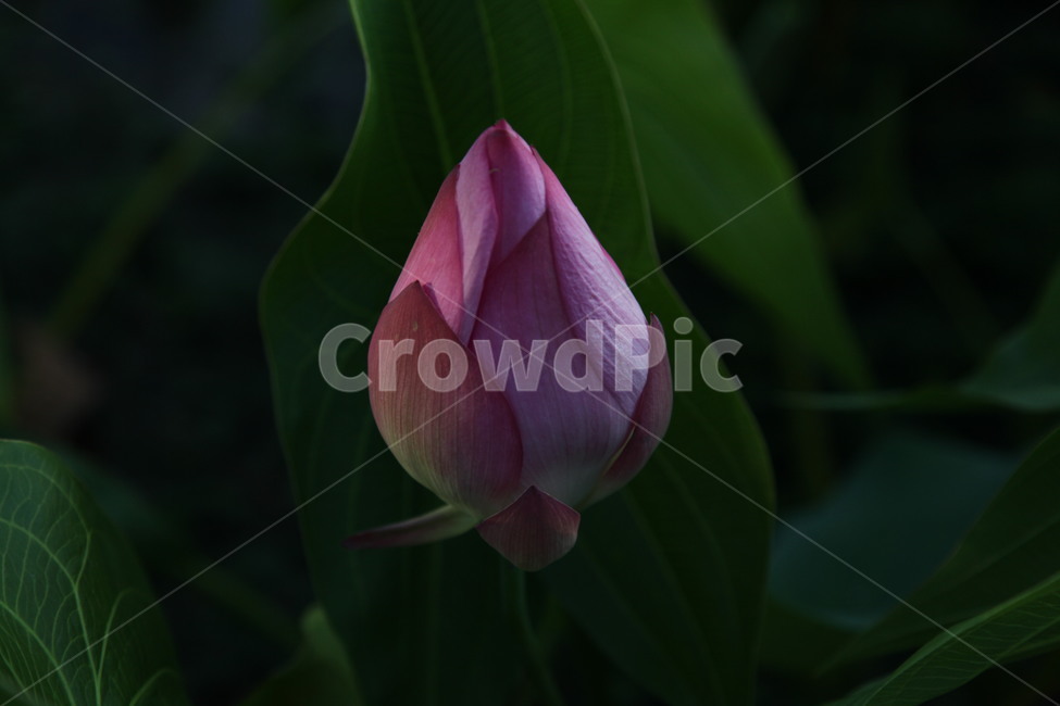 연꽃,꽃,자연,식물,새싹,싹,bud,flower,식물,자연,plants,nature,꽃,flower