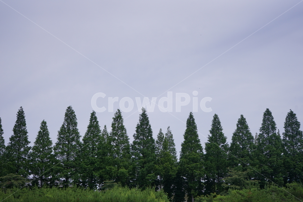 숲,나무,하늘,초록색,파란색,자연,풍경,nature,landscape,tree,plant,식물,fir,전나무