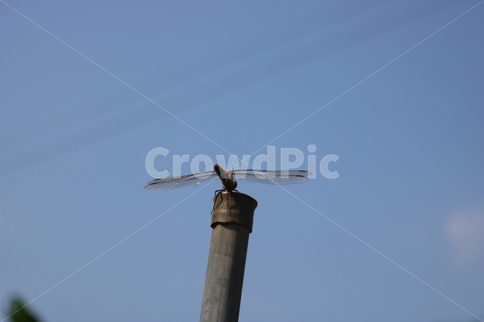 잠자리,곤충,하늘,자연,날개,dragonfly,tonbo,insect,konchuu,sky,sora,nature,wings,tsubasa,동물,animal,곤충,벌레,insect,bug