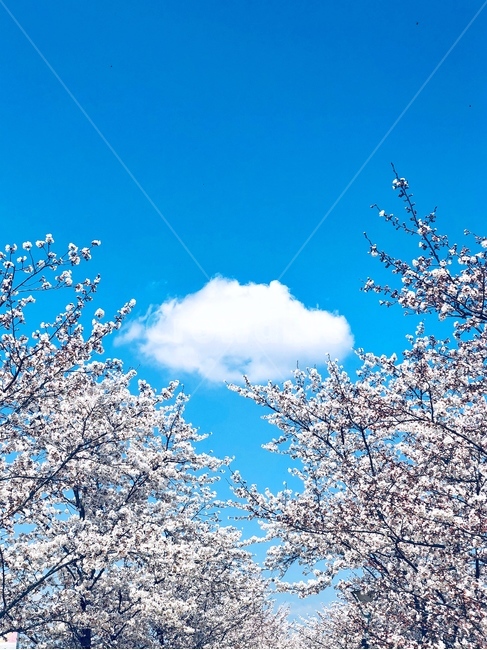 plant,식물,blossom,flower,꽃,cherryblossom,벚꽃,구름,하늘,sky,봄
