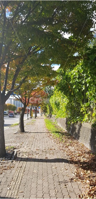 산책,나무,가을,길,인도,그림자,autumn,풀,낙엽,leaf,tree,walk,street,way,자연,풍경,nature,landscape,garden,정원,outdoors,옥외,arbour,정자,path,통로