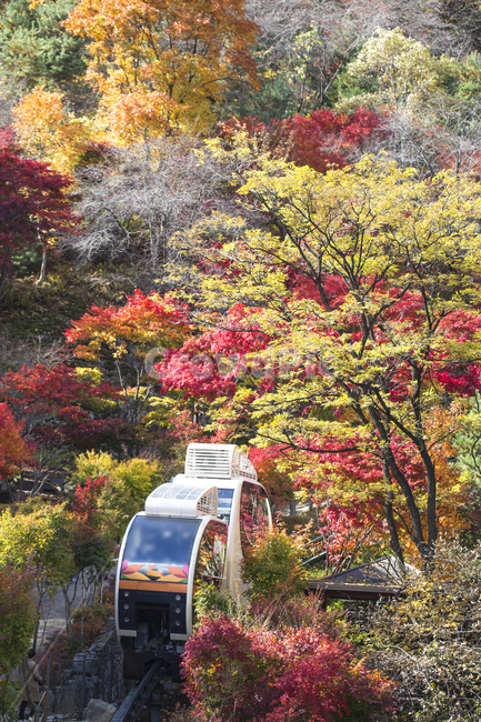 단풍,낙엽,가을,단풍잎,단풍놀이,단풍구경,단풍숲,화담숲,숲,풍경,자연,계절,알록달록,레일,모노레일,가을,계절,fall,autumn,season,교통,교통수단,traffic,transportation