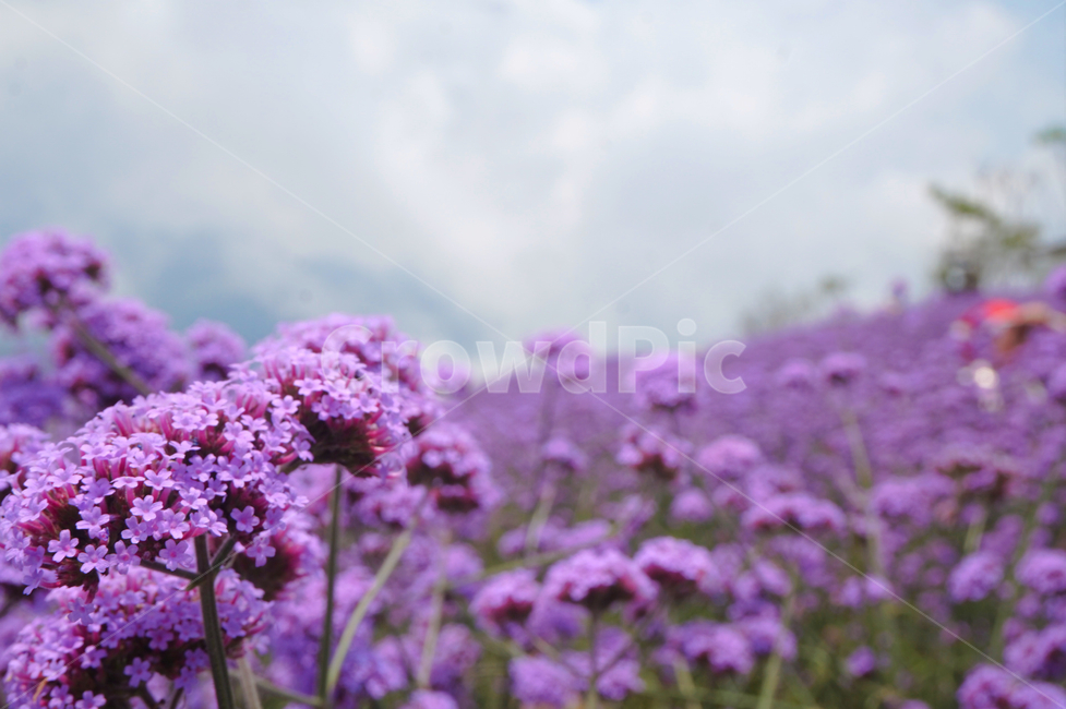 보라색,꽃,자연,식물,plant,flower,blossom,puple,nature,야외,보라