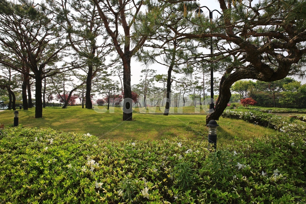 경기,안성,서일농원,tree,나무,treetrunk,나무줄기,grass,잔디,outdoors,옥외,plant,식물,ground,바닥