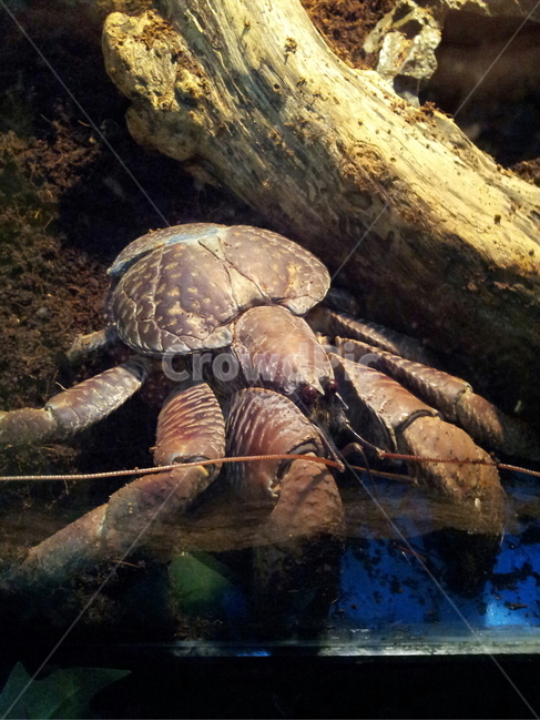 코코넛게,야자집게,갑각류,절지동물,coconutcrab,코코넛크랩,동물,animal