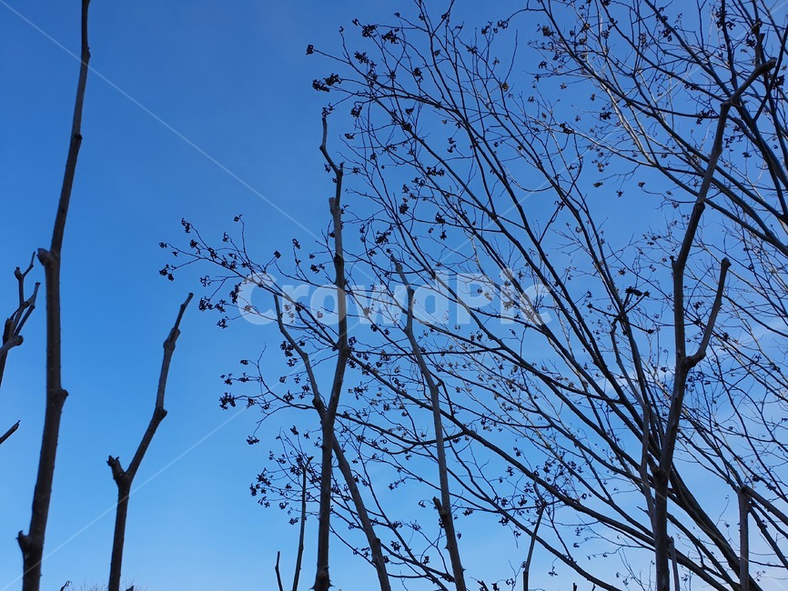 tree,plant,식물,나무,하늘,파란색,무늬,가지,겨울,파란하늘