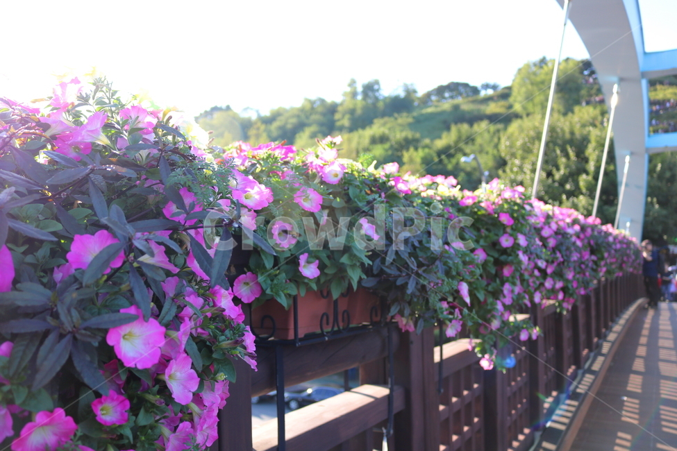 꽃,페튜니아,페튜니아꽃,식물,자연,페츄니아,분홍꽃,식물,자연,plants,nature,꽃,flower