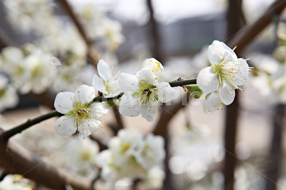 매화꽃,매화,꽃,꽃잎,봄꽃,봄,공원,식물,자연,식물,자연,plants,nature,꽃,flower