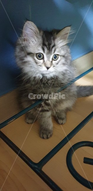 고양이,어린고양이,새끼고양이,애기고양이,페르시안고양이,귀여운고양이,애교많은고양이,장난끼가많은고양이,반려묘,냥이,개냥이,순수