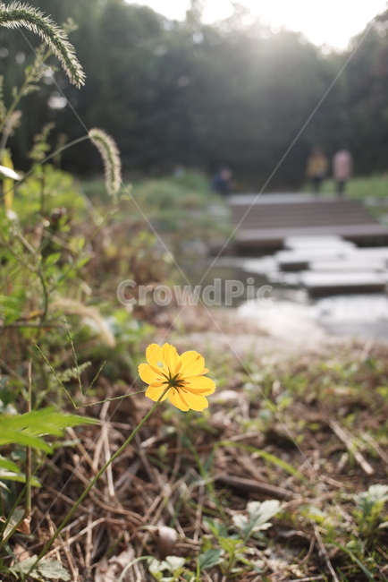 들꽃,강변,햇살,풍경,가을,식물,자연,plants,nature,꽃,flower