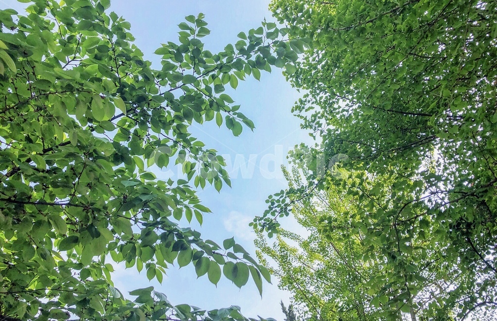 하늘,여름,여름하늘,청량한,여름풍경,여름사진공모전