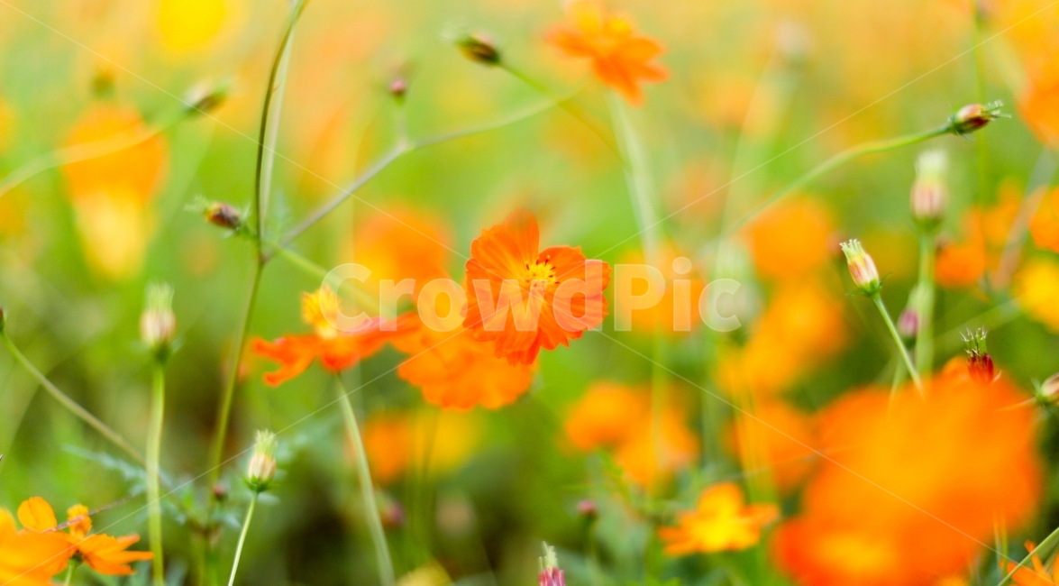 꽃,감성사진,꽃밭,보케,아련,가을,계절,fall,autumn,season,식물,자연,plants,nature,꽃,flower,감성,sensible,feeling,plant,blossom,geranium,제라늄