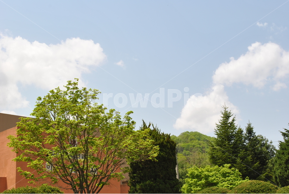 나무,plant,식물,tree,하늘