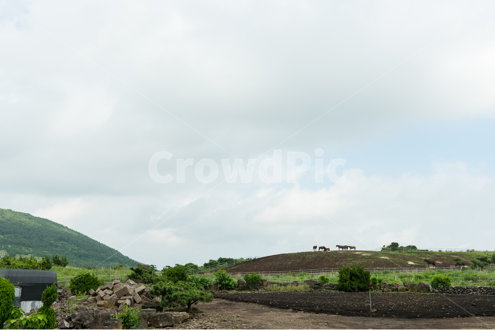 제주도,동산,언덕,말,자연,하늘,푸른,차분한,조용한,시골,구름,자연,풍경,nature,landscape,한국자연풍경,한국자연경관,korea nature landscape,제주도,jeju,jeju island,dirt road,흙길,road,도로,gravel,자갈,outdoors,옥외