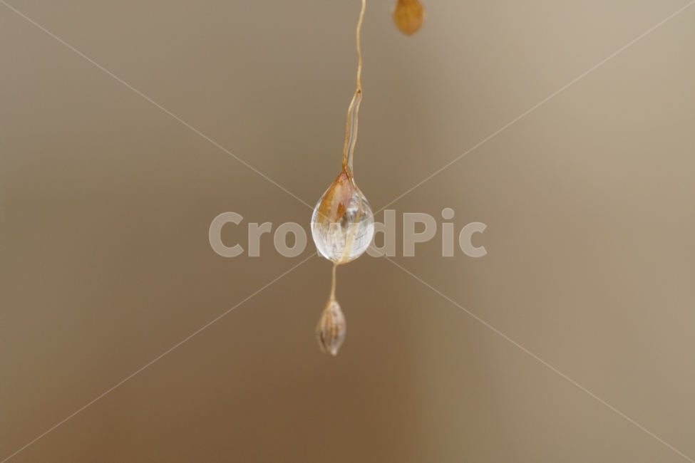 겨울,winter,season,계절,2월,February,물방울,이슬,waterdrop,dropofwater,식물,plants,자연,nature,접사,마크로,클로즈업,macro,closeup,landscape,풍경,snap,스냅,풀,잡초,추운,추위,춥다,눈이녹은,눈이녹다,얼음이녹음,얼음이녹은,얼음이녹다,눈녹음,cold,한국자연,투명,투명한,투명하다,맑은,맑다,구슬,유리,식물,자연,plants,nature