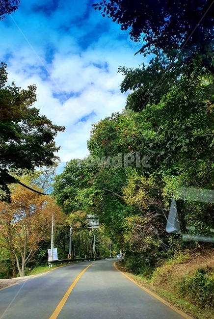 도로,가을하늘,맑음,드라이브,숲,식물,자연,plants,nature,나무,trees,wood