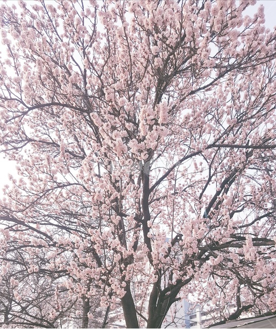 plant,식물,flower,꽃,blossom,벚꽃,벚꽃나무,나무,핑크색나무,봄,계절,spring,season,식물,자연,plants,nature,꽃,flower
