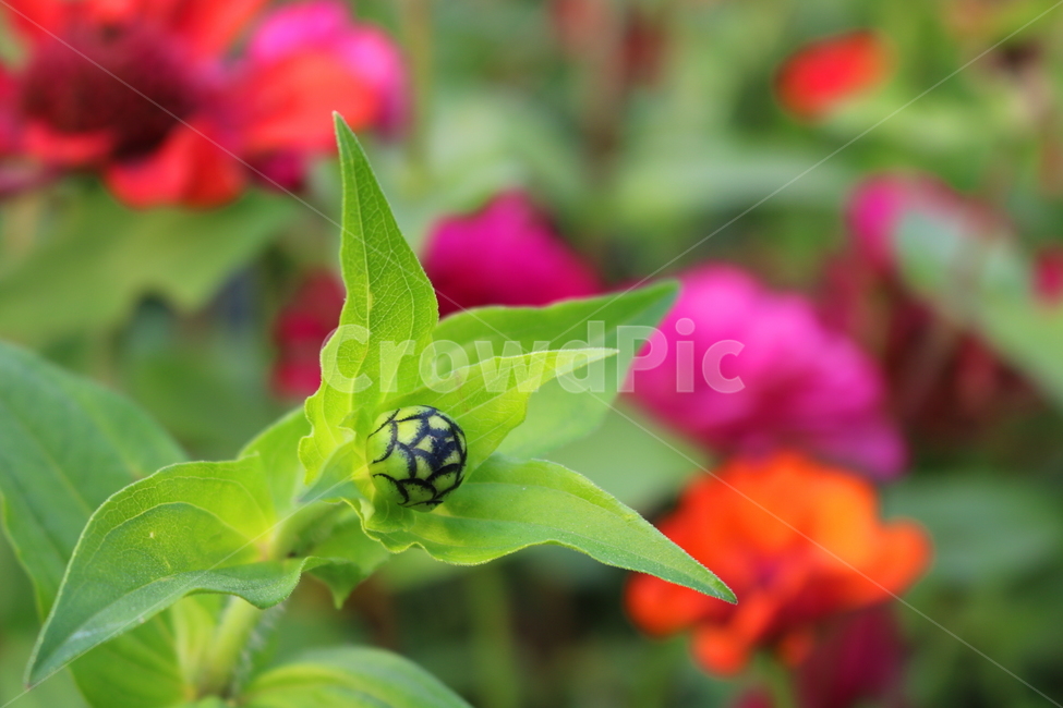 백일홍,꽃,백일홍꽃,식물,자연,국화과,식물,자연,plants,nature