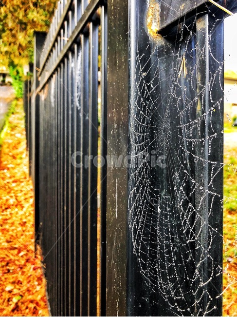 거미줄,이슬,spiderweb,nature,자연,가을,계절,fall,autumn,season