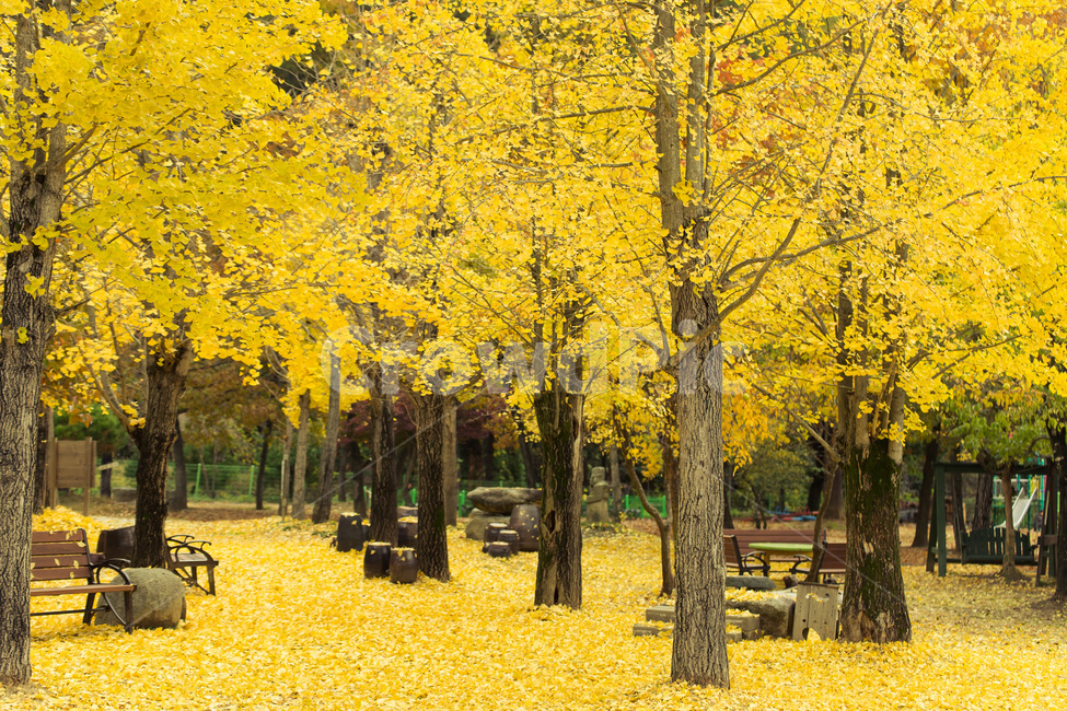 tree,나무,은행나무,가을,단풍,plant,treetrunk,노란색,노랑,낙엽,가을,계절,fall,autumn,season,식물,자연,plants,nature,나무,trees,wood,tree trunk,나무 줄기